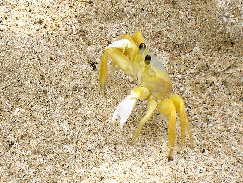 Yellow Crab